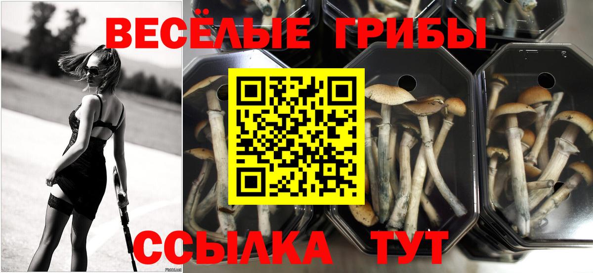 Электросталь  Псилоцибиновые грибы GOLDEN TEACHER  Вход с VPN  Галлюциногенные грибы MAGIC MUSHROOMS 